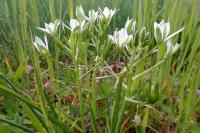 Ornithogalum umbellatum