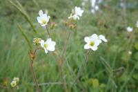 Saxifraga granulata