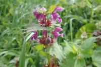 Lamium maculatum