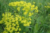 Euphorbia cyparissias