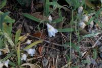 Linaria repens