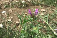 Lamium amplexicaule