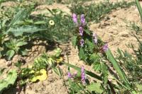 Lamium hybridum