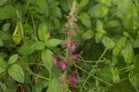 Stachys sylvatica