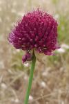 Allium sphaerocephalon