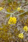 Helichrysum stoechas