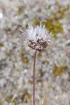 Jasione maritima