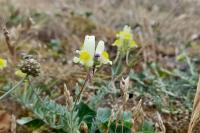 Linaria supina