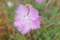 Dianthus gallicus