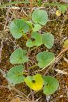 Convolvulus soldanella