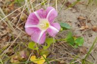 Convolvulus soldanella