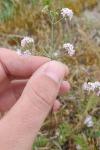 Asperula cynanchica