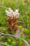 Orobanche caryophyllacea