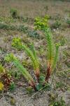 Euphorbia paralias