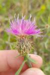 Centaurea aspera