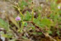 Erodium lebelii