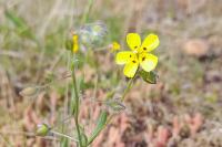 Tuberaria guttata