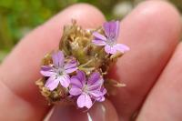 Petrorhagia prolifera