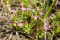 Centaurium pulchellum