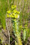 Euphorbia paralias