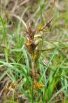 Carex arenaria