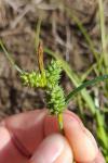 Carex extensa