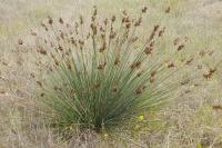 Juncus acutus