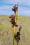 Juncus acutus