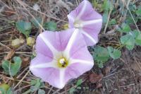 Convolvulus soldanella