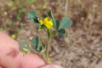 Medicago littoralis