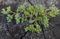 Polycarpon tetraphyllum