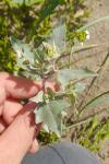 Atriplex laciniata