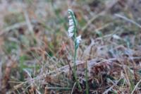 Spiranthes spiralis