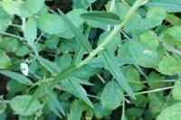 Hieracium umbellatum