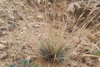 Corynephorus canescens