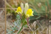 Linaria supina