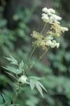 Filipendula ulmaria