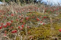 Ephedra distachya