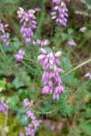 Erica cinerea