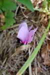 Cyclamen hederifolium