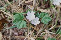 Malva neglecta