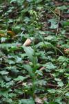 Epipactis helleborine