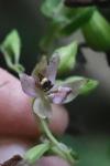 Epipactis helleborine