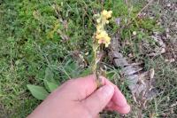 Verbascum nigrum