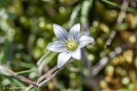 Romulea columnae