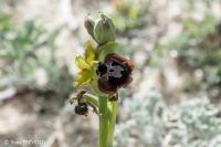Ophrys passionis