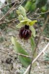 Ophrys passionis