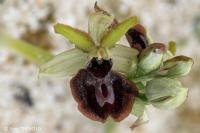 Ophrys passionis