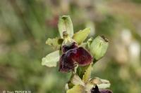 Ophrys passionis