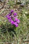 Anacamptis morio